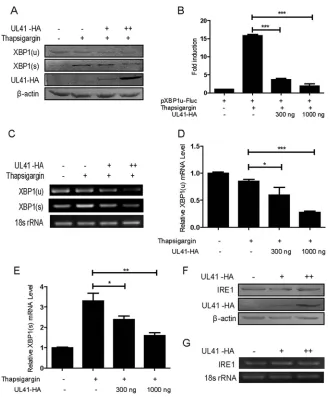 FIG 2 Ectopic expression of UL41 decreased the expression of endogenous XBP1 and blocked XBP1subjected to WB analysis with antibodies against IRE1, HA, orsplicing activation induced by thapsigargin