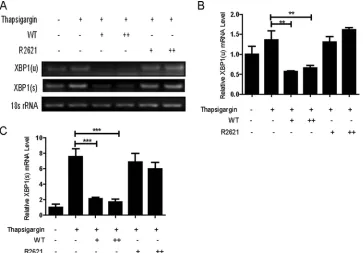 FIG 3 HSV-1 infection reduced the accumulation of XBP1 mRNA induced by thapsigargin via UL41