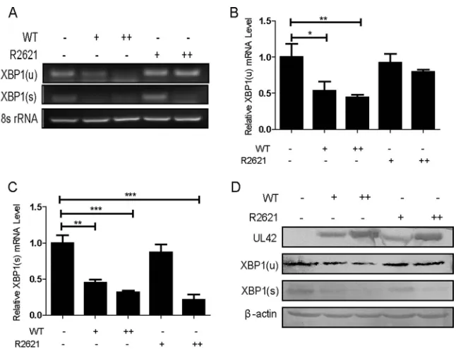 FIG 4 HSV-1 infection suppressed the endogenous expression of XBP1(s). (A, B, and C) HeLa cells weretriplicate experiments