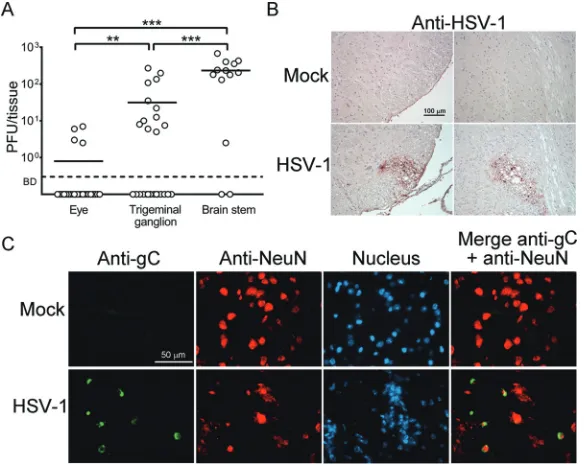 TABLE 1 Persistent TK� HSV-1 infection in tissues of nude mice