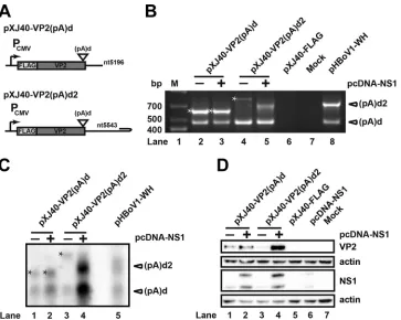FIG 9 Alternative polyadenylation at (pA)d2 increases expression level of capsid protein