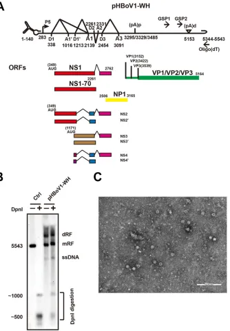 FIG 1 Infectious clone construction and recombinant virus production. (A) Transcription map of HBoV.Genetic map of HBoV is depicted, highlighting the P5 promoter, splicing donor sites (D), splicing acceptorsites (A), proximal polyadenylation site [(pA)p], 
