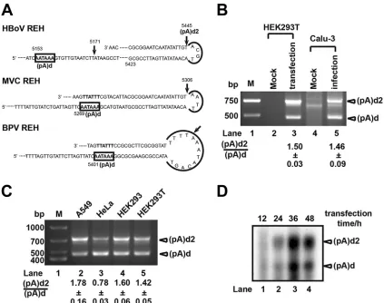 FIG 2 Discovery of distal polyadenylation site (pA)d2. (A) Polyadenylation sites of different bocaparvoviruses located in the REH