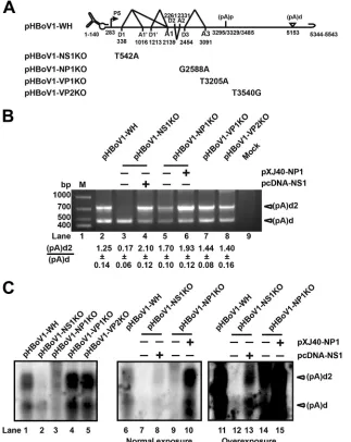 FIG 3 NS1 is required for efﬁcient polyadenylation at (pA)d2. (A) Infectious clone pHBoV1-WH andmutants are shown