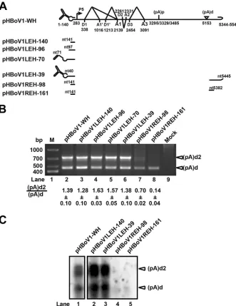 FIG 4 REH is required for polyadenylation at (pA)d2. (A) LEH and REH mutants of pHBoV1-WH are shown.(B) 3= RACE