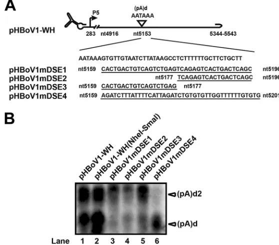 FIG 6 Downstream elements (DSE) of (pA)d regulate polyadenylation at (pA)d and (pA)d2
