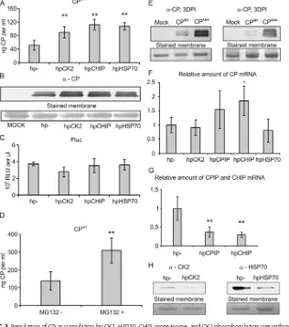 FIG 2 CK2membrane fractions probed with anti-CK2 �-subunit was copuriﬁed with NIb and VPg from a crude membrane fraction