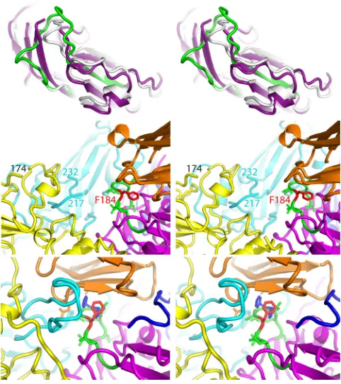 FIG 7 The GH loop of VP3 changes conformation due to both expansion and VHH binding. (Top) A sidethe PVSP17B complex (green)
