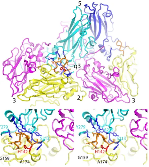 FIG 5 Virus expansion causes dramatic changes in the large EF double loop of VP2. (Top) Overview of theouter surface of the expanded virion, in a ribbon representation, showing how two biological protomersﬁt together on either side of the quasi-3-fold hole