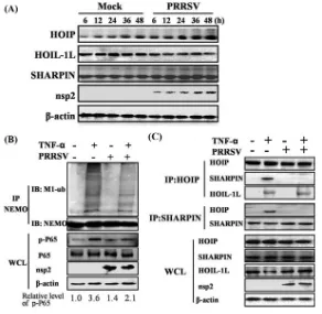 FIG 6 PRRSV infection reduces M1 ubiquitination of NEMO by blocking HOIP-SHARPIN interactions