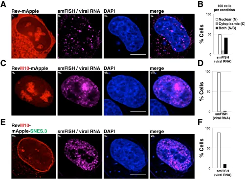 FIG 5 A C-terminal SNES blocks Rev-dependent viral mRNA export. Direct visualization of unspliced HIV-1 mRNA using ﬂuorescence�targeting theHeLa cells transfected to express the E-R-Rev-/Luc construct and the indicated Rev variant were processed as for Fig