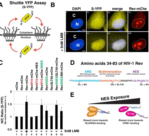 FIG 6 Rev’s capacity to mask a SNES is both context and multimerization dependent. (A) Diagram depicting shuttle YFP (S-YFP) reporter assay