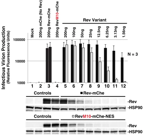 FIG 7 NES context regulates optimal infectious virion production. Titration of Rev-mChe and RevM10-mChe-NES plasmids reveals functional differences between variants in our trans-complementation viralinfectivity assay, as described for in Fig