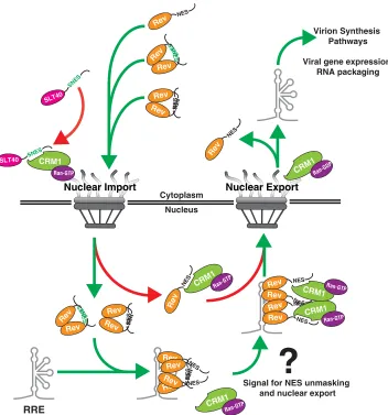 FIG 8 Working model for multimerization-dependent NES masking in Rev’s nucleocytoplasmic trafﬁcking scheme.Our data suggest Rev-Rev interactions promote Rev’s nucleolar accumulation by inhibiting CRM1 from accessingRev’s NES prior to and during nuclear imp