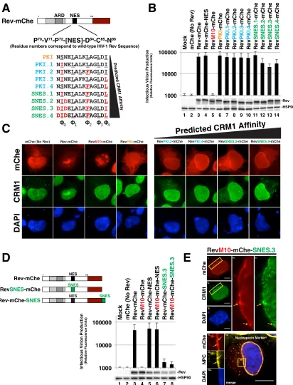 FIG 3 Rev tolerates supraphysiological NES domains in a position-dependent manner. (A) Panel of NES domains predicted to exhibit