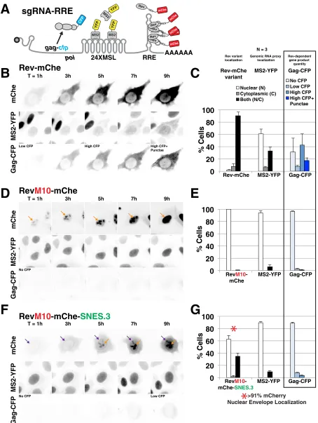 FIG 4 SNES-arrested Rev/CRM1 complexes block Rev’s ability to export vRNAs from the nucleus