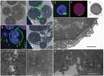 FIG 7 Large puncta transferred to target cells correlate with electron-dense membranous structures that are larger than viralparticles