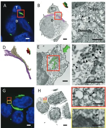 FIG 8 CLEM shows the structure of a primary T cell-to-primary T cell virological synapse
