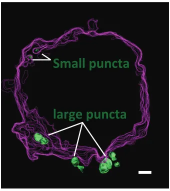 FIG 9 Model of a VS target cell containing both large and small puncta. Outlines of the plasmamembrane (magenta) and internal membrane (green) compartments illustrate internal and externalGag-associated structures