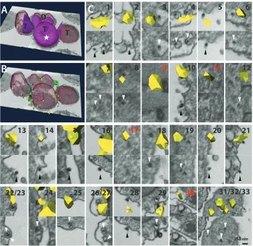TABLE 1 Summary of ﬂuorescent signals in correlated samples