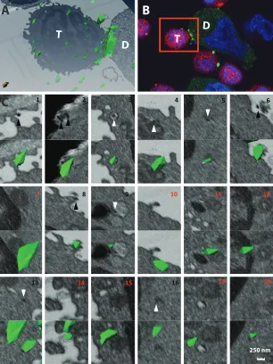 FIG 4 Correlation of FIB-SEM subcellular structures with LSCM ﬂuorescent puncta in a sample acquiredin the absence of AMD-3100