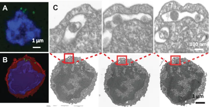 FIG 6 TEM serial sections reveal that small puncta transferred to target cells represent individual HIV-1 particles.(A) Fluorescence image of the selected target cell with transferred GFP signals