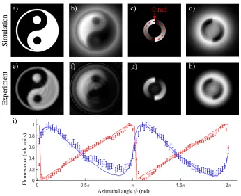 Fig. 3. Simulated and reconstructed cross-sections from a control beam with a yin-yangsymbol proﬁle (a, b, e, f) and a linear azimuthal intensity ramp (c, d, g, h), measured inthe image plane of the SLM