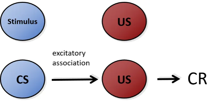 Fig. 1.1 Conditioning. The pairing of a stimulus with a US engenders the formation of an excitatoryassociation from the (now) conditioned stimulus to the US