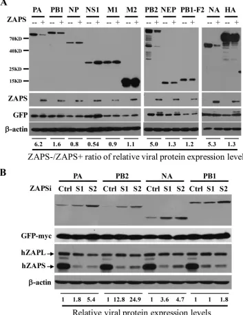 FIG 1 ZAPS inhibits the expression of IAV proteins PA, PB2, and NA. (A) A plasmid expressing the Flag-tagged viralprotein indicated was transiently transfected into HEK293 cells with (�) or without (�) a plasmid expressingmyc-tagged human ZAPS