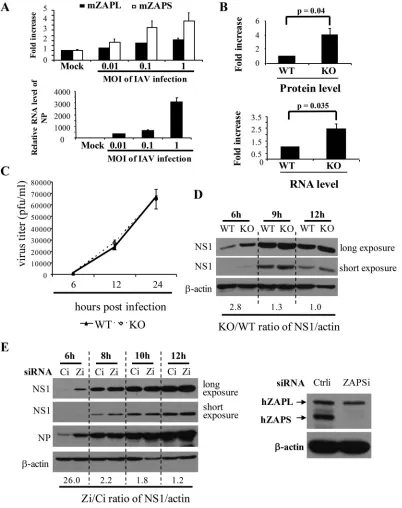 FIG 3 ZAPS inhibits IAV replication only at an early stage. (A) (Top) Wild-type MEFs were infected with IAV at the MOIsthe normalized mRNA level in KO cells divided by that in WT cells