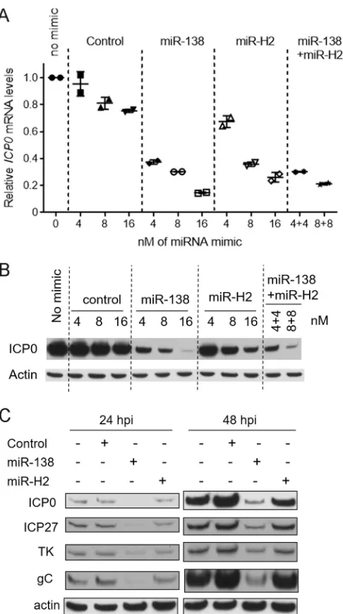 FIG 7 Weak repression by miR-H2. (A) 293T cells were cotransfected with 75 ng of pRS-1 together with