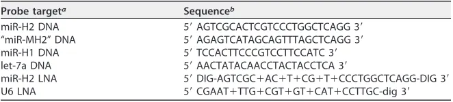 TABLE 1 Sequences of Northern blot probes