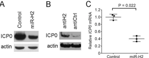 FIG 1 Effects of miR-H2 on ICP0 protein and ICP0 mRNA expression in transfected cells