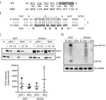 FIG 2 miR-H2 mutations that do not affect ICP0 expression. (A) Mutations introduced into miR-H2