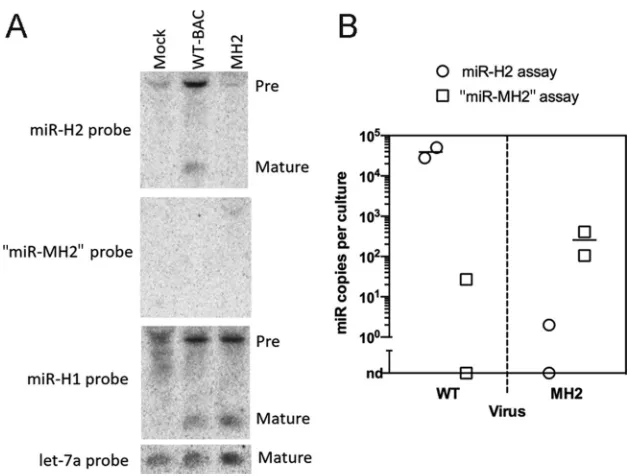 FIG 3 Mutant HSV-1 with drastically reduced miR-H2 expression. (A) 293T cells were either mock infectedor infected with WT (WT-BAC) or MH2 virus at an MOI of 10 for 18 h, followed by Northern blotting