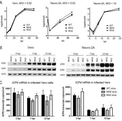 FIG 4 The MH2 mutations have little effect on viral replication and ICP0 expression during lytic infection