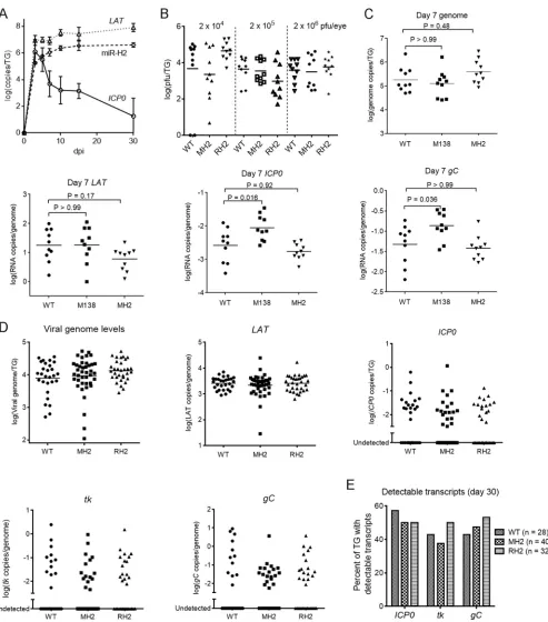 FIG 5 The MH2 mutations have little effect on viral replication and transcript levels in murine TGs