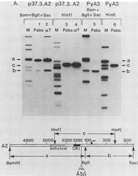FIG.2.gionca 10-3 Specific immunoprecipitation of polyomavirus ORI re- DNA. 32P-labeled restriction endonuclease digests (5 to 10 ng, pmol) were incubated with cell extract from 2 x 106 infected