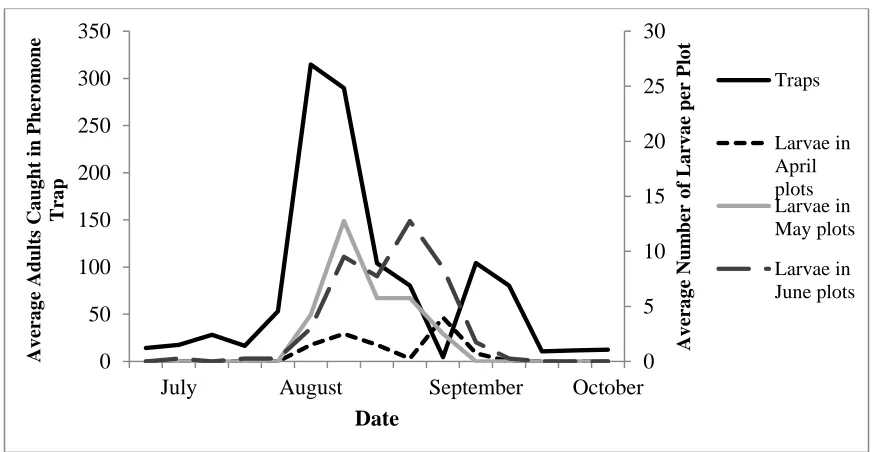 Figure 1.1: The average number of adults caught in pheromone traps for all planting dates 