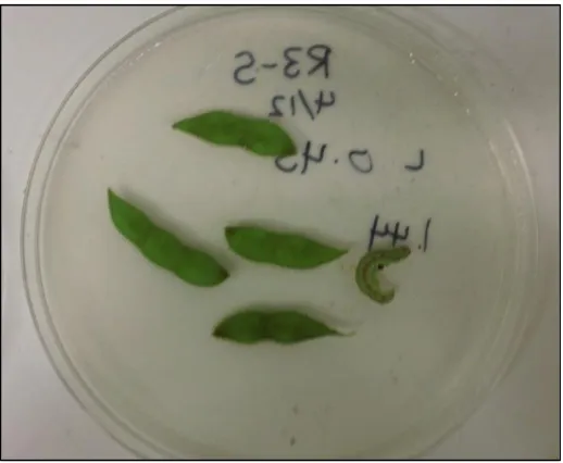 Figure 2.1: No-choice assay arena with a single larva presented with a soybean host tissue 