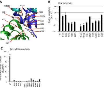 FIG 6 Analysis of IN mutants around Tyr15. (A) Alanine substitutions were introduced at critical residues locatedin the dimer-dimer interface of NTD-CCD subunits around Tyr15