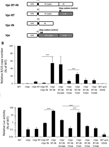 FIG 7 trans-Complementation of HIV-1 IN functions through the Vpr-mediated protein delivery system