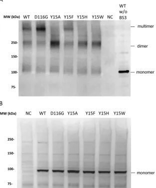 FIG 8 Cross-link analysis of the RT-IN fusion protein. HEK293T cells were transfected with the pNLTR-resulting products were analyzed by Western blotting with mouse polyclonal anti-RT antibody (ab63911;Abcam)