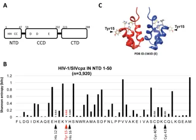 FIG 1 Tyr15 in the HIV-1 IN NTD. (A) Schematic diagram of HIV-1 IN domains (NTD, CCD, and CTD) are shown with theat individual amino acid positions were calculated using a total of 3,920 HIV-1/SIVcpz sequences (sequences for HIV-1 and SIVcpz strains, respe