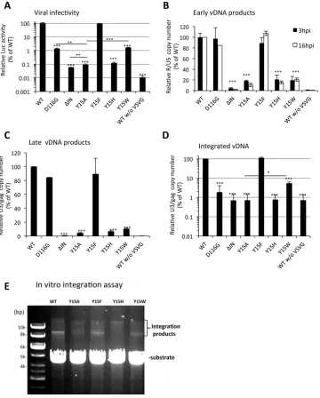 FIG 2 Effect of HIV-1 IN mutations on viral infection. (A to D) NL43lucΔenv/VSVG, an HIV-1 pseudotype virusrecombinant IN (WT, Y15A, Y15F, Y15H, or Y15W) as described in Materials and Methods