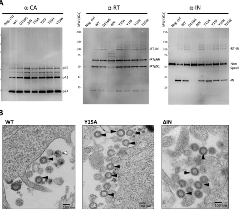 FIG 3 Impact of IN mutations on viral particle components and morphology. (A) The virus particle fractions from WT and D116G, ΔIN, Y15A, Y15F, Y15H, andY15W pseudotypes were subjected to Western blot analyses