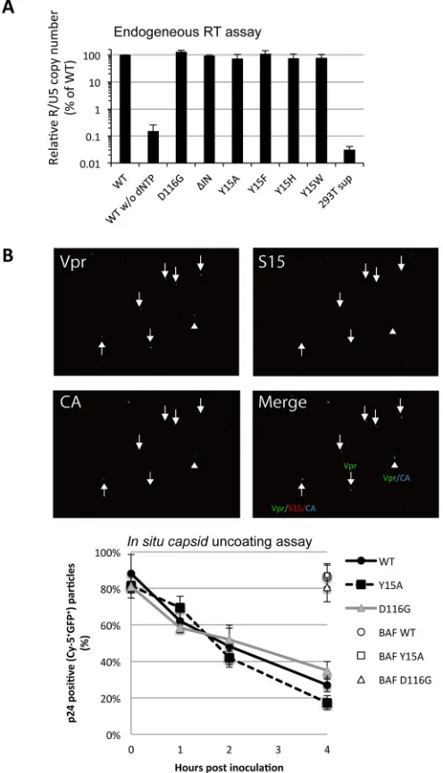 FIG 4 Functional aspects of virus particle components. (A) The virus particle fractions of HIV-1 pseu-of CA-uncoated complexes that lost CA staining (Vpr-GFPparticles (Vpr-GFPﬂuorescently labeled WT and mutant viruses containing GFP-Vpr or S15-dTomato for 