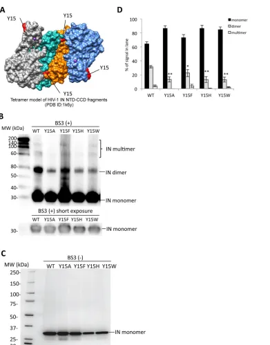 FIG 5 Biochemical properties of the Tyr15 mutant IN. (A) The tetramer structure for the HIV-1 IN NTD-CCD fragmentindicated in red