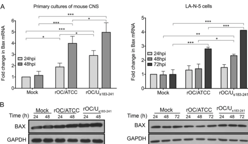FIG 5 Bax gene expression is increased in neuronal cell cultures during neuronal response to HCoV-OC43 infection
