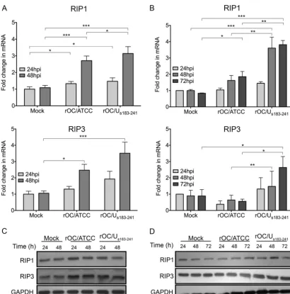 FIG 7 HCoV-OC43 infection increases RIP1 and RIP3 gene expression. Level of RIP1 (upper) or RIP3 (lower) mRNA in murineshown as meansmixed primary cultures of CNS (A) or differentiated LA-N-5 cells (B) infected with rOC/ATCC or rOC/Us183–241